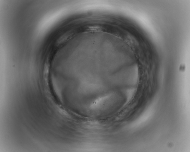 X0000102410194200808152013