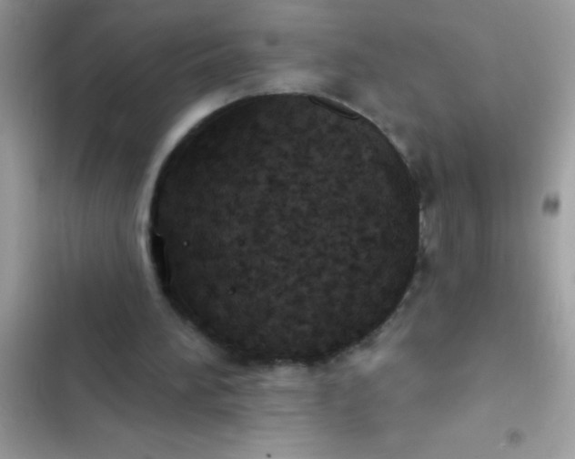 X0000102410196200808152013