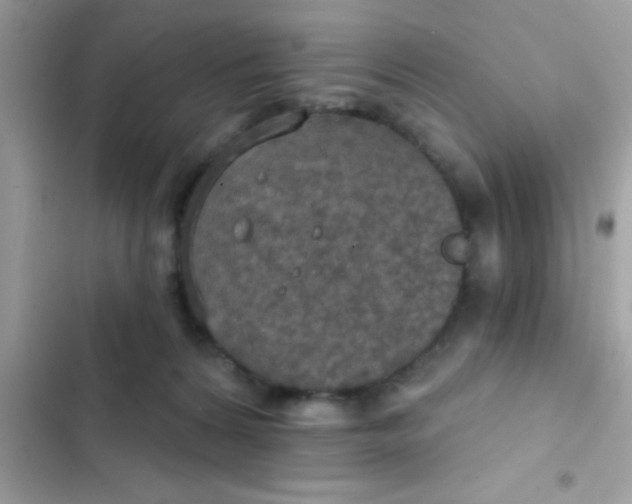 X0000102410224200808152012