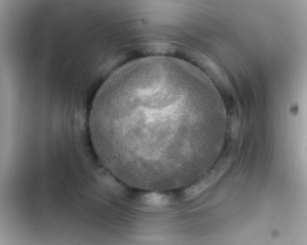 X0000102410326200808152011