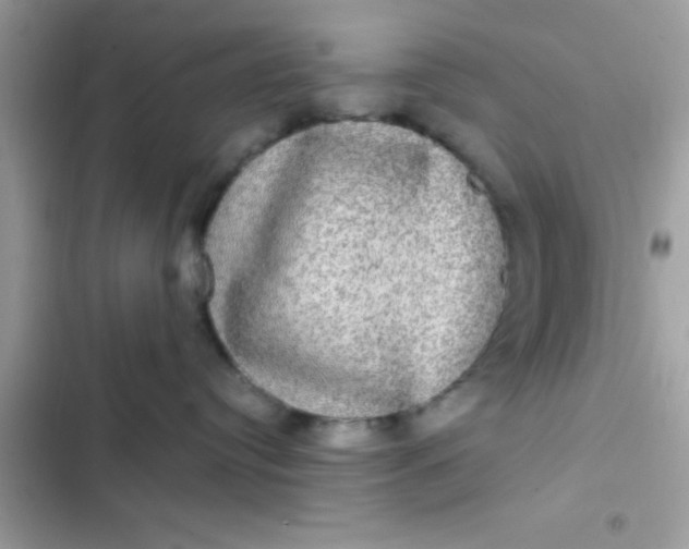 X0000102410384200808152011