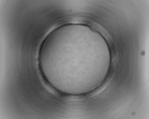 X0000102410530200808152007