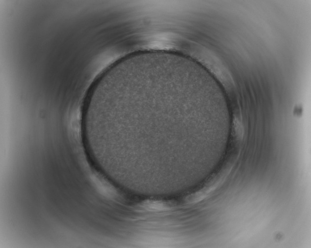 X0000102410534200808152007