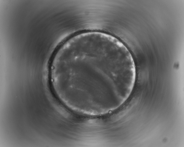 X0000102410584200808152007