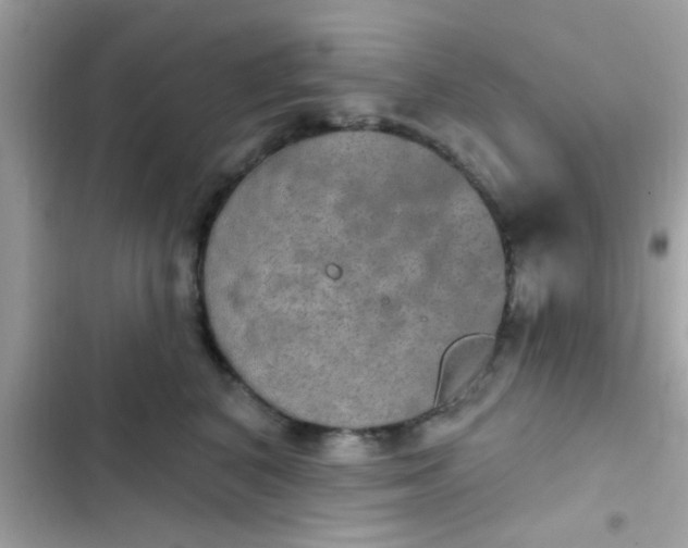 X0000102410616200808152007