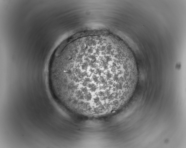 X0000102410630200808152006