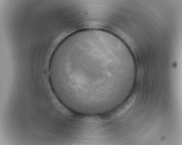 X0000102410673200808152006