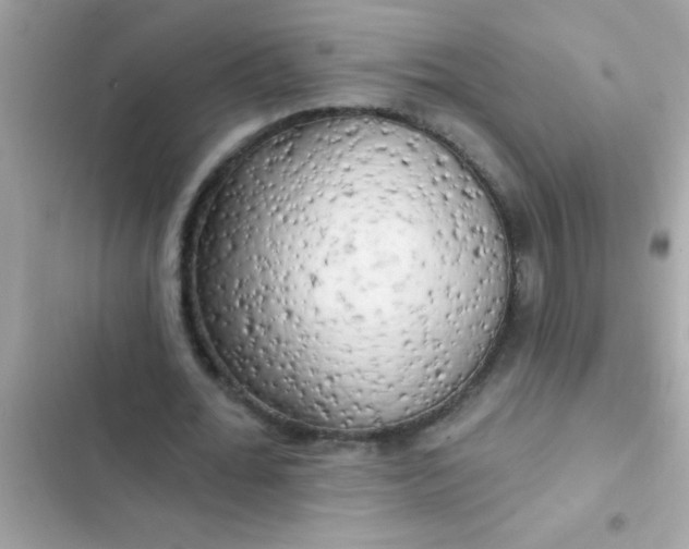 X0000102410676200808152006