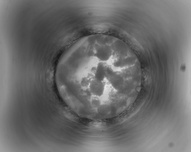 X0000102410745200808152005