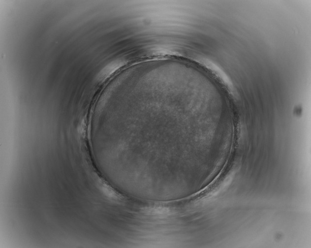 X0000102410785200808152004