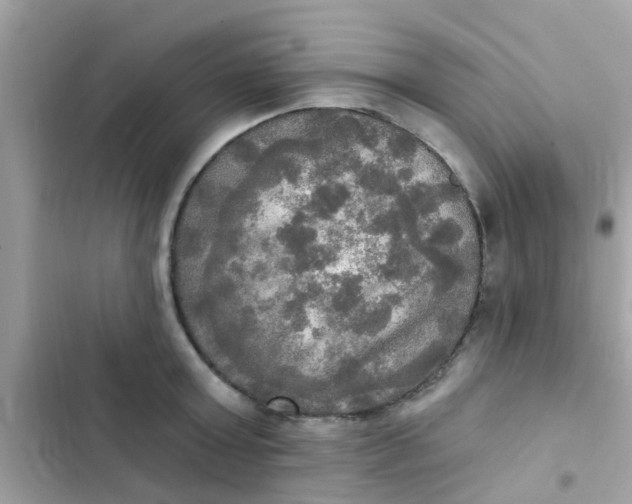 X0000102410803200808152004