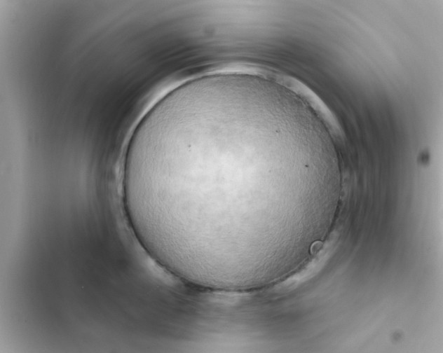 X0000102410860200808152004