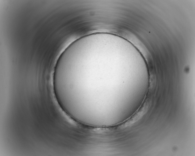 X0000102410906200808152002