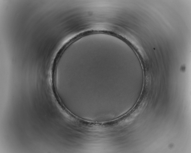 X0000102410935200808152002