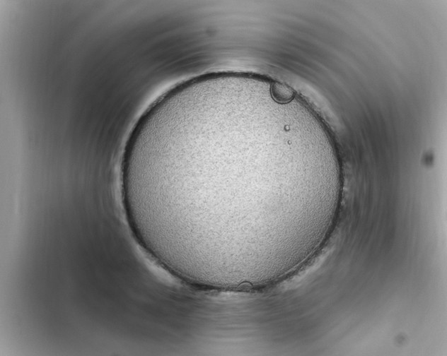 X0000102410942200808152002