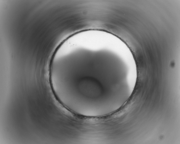 X0000102410950200808152002