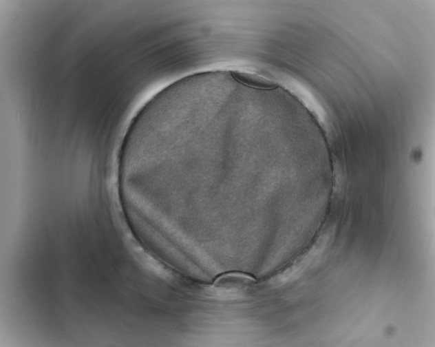 X0000102410952200808152002