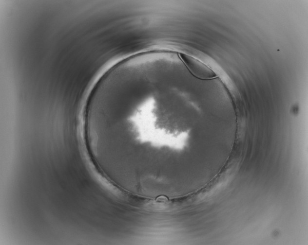 X0000102410955200808152002