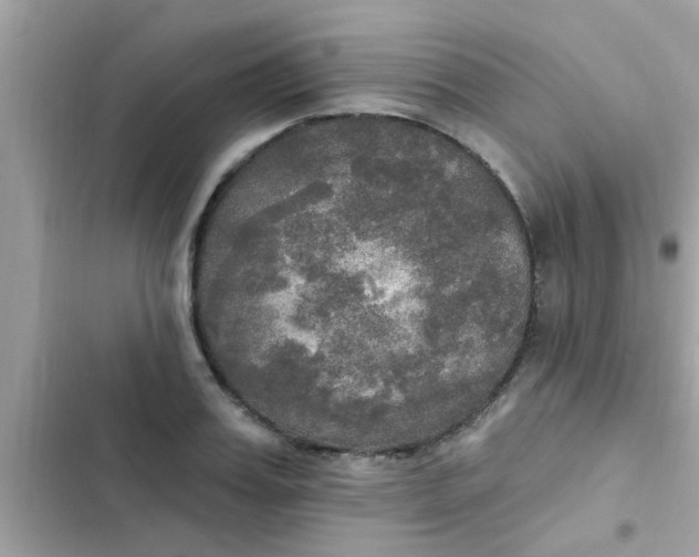 X0000102410987200808152001