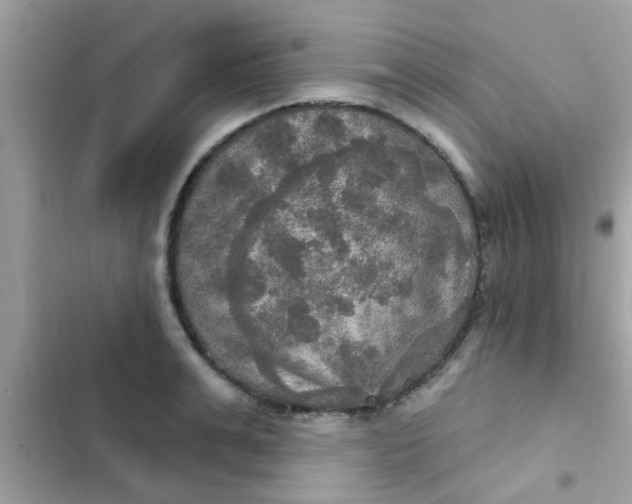 X0000102410991200808152001