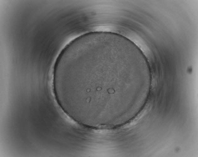 X0000102410992200808152001