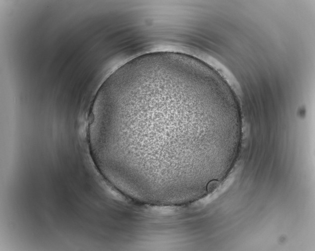 X0000102410993200808152001