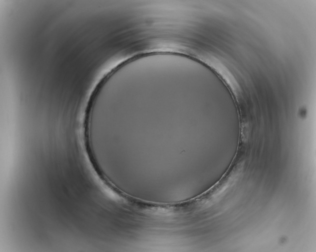 X0000102410995200808152001