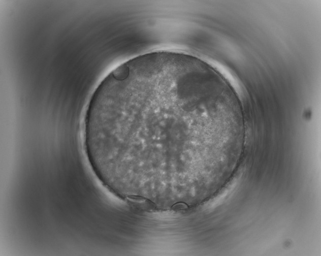 X0000102410999200808152001