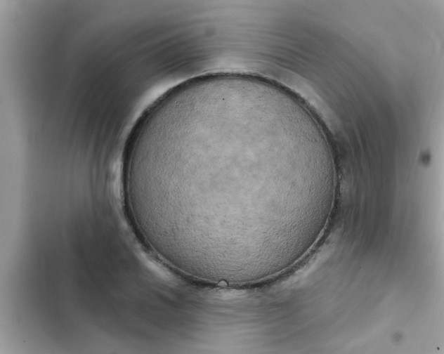 X0000102411030200808152001