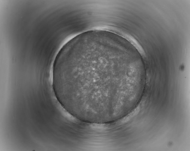 X0000102411036200808152001