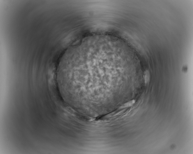 X0000102411059200808152000