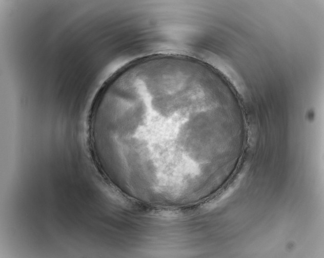 X0000102411074200808152000