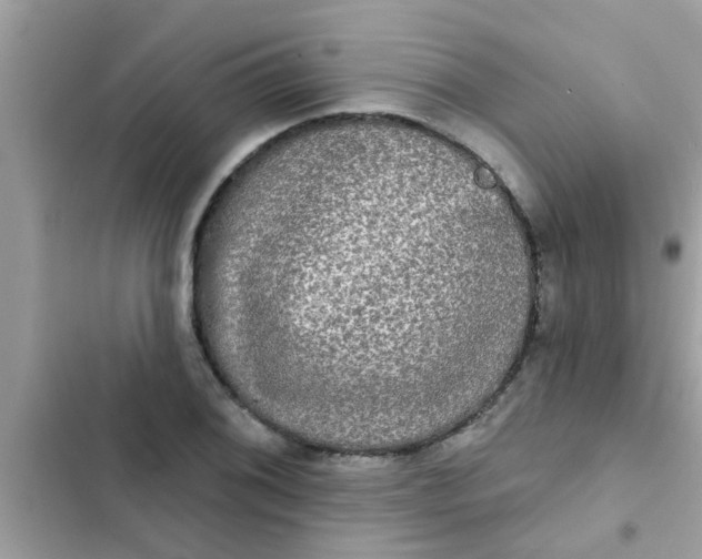 X0000102411076200808152000