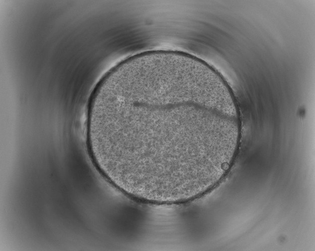 X0000102411126200808151959