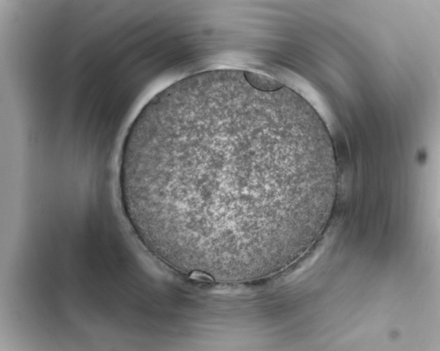 X0000102411146200808151959