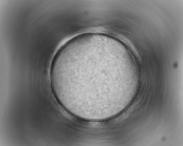 X0000102411176200808151958