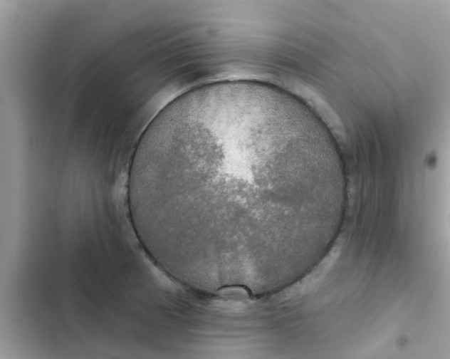 X0000102411185200808151958