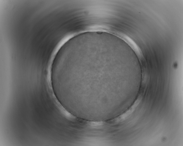 X0000102411196200808151958