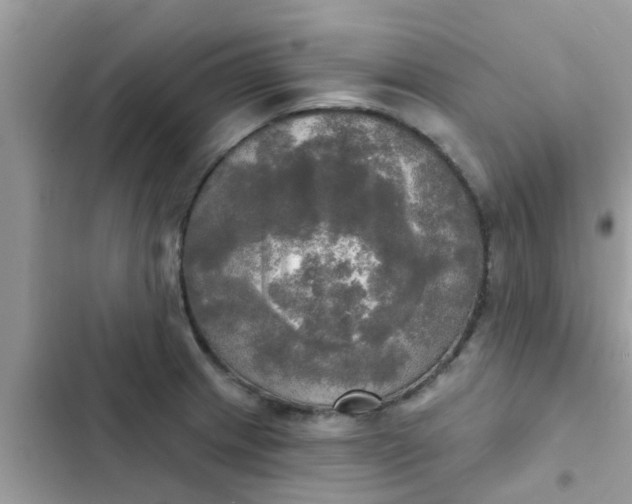 X0000102411233200808151958