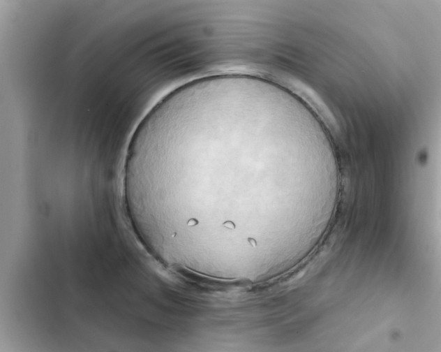 X0000102411236200808151958