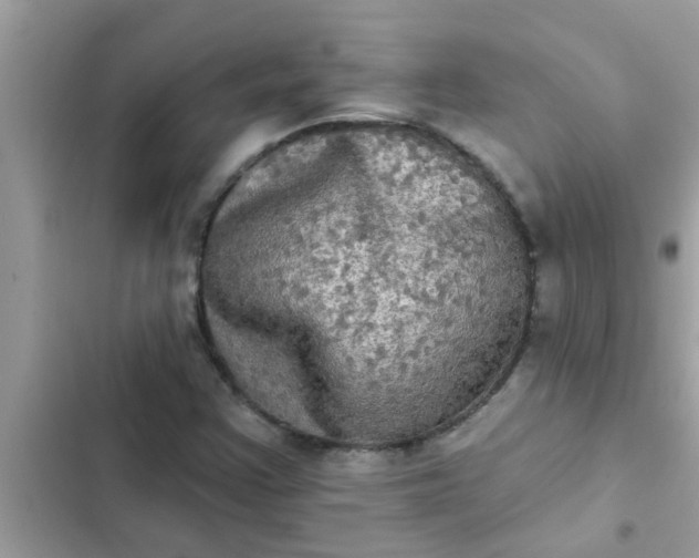 X0000102411355200808151956