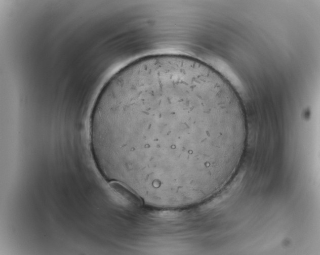 X0000102411380200808151955