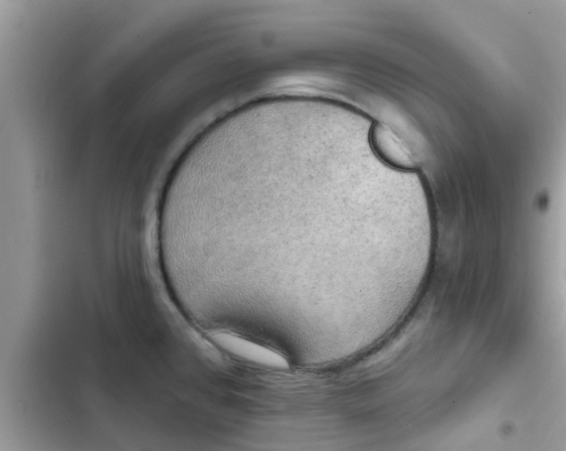 X0000102411384200808151955