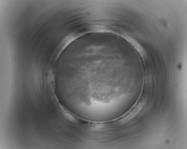 X0000102411385200808151955