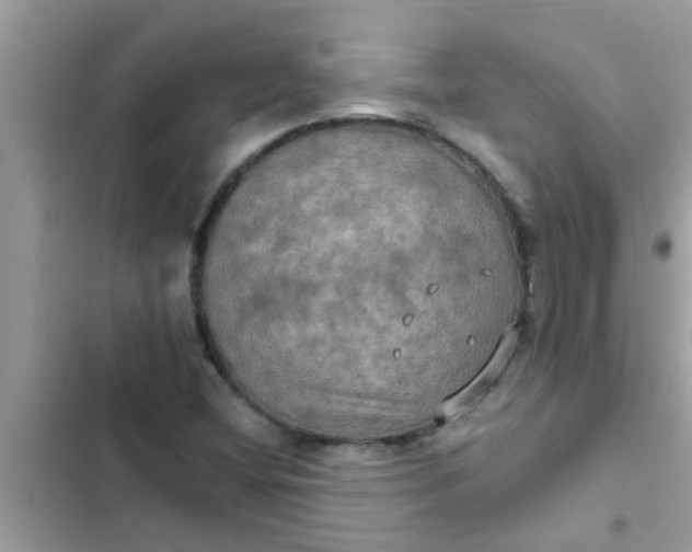 X0000102411404200808151955