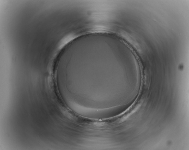 X0000102411453200808151954