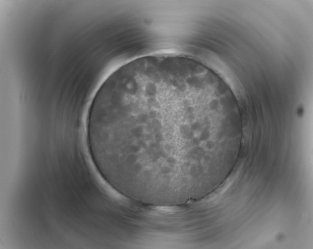 X0000102411483200808151954