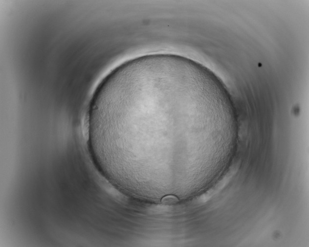 X0000102411510200808151954