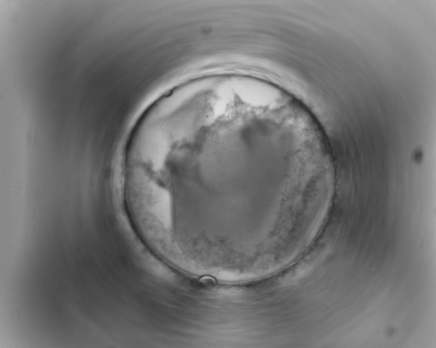 X0000102411522200808151954