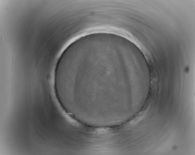 X0000102411523200808151954